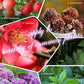 🔥BUY 1 GET 1 FREE🎉Home Gardening Universal Slow-Release Tablet Organic Fertilizer (22 PCS)