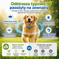 2026 GORĄCA WYPRZEDAŻ🌿🛡️ Obroża dla zwierząt z naturalnymi olejkami eterycznymi – 8‑miesięczna ochrona przed pchłami i kleszczami. Na bazie roślin, bez agresywnych chemikaliów. Bezpieczna dla psów i kotów! 🐾✨